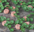 pumpkins field pumpkins field
