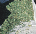 corn ensilage corn ensilage