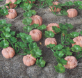 pumpkins field pumpkins field