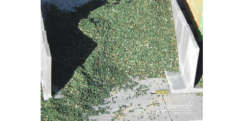 corn ensilage corn ensilage