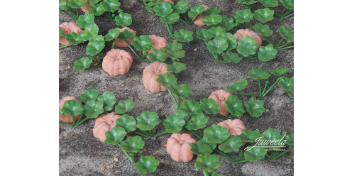 pumpkins field pumpkins field