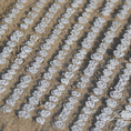 Pflanzen Rotkohlfeld