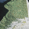 Maissilage grün
